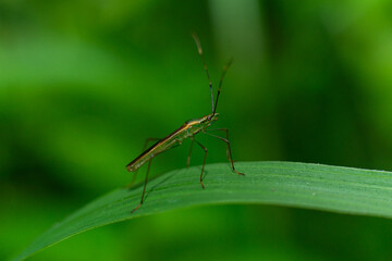 Leptocorisa on the leaf