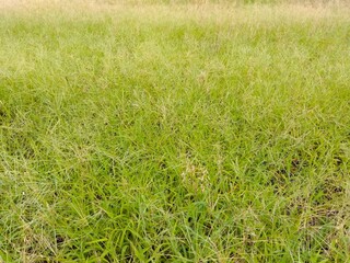 オヒシバとメヒシバの生える夏の休耕地風景