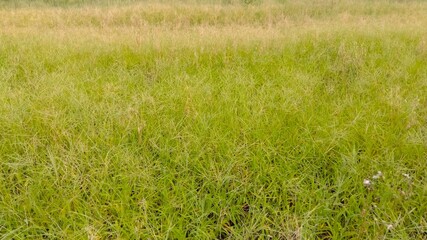 オヒシバとメヒシバの生える夏の休耕地風景