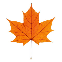 Fototapeta premium Vibrant orange maple leaf isolated on transparent background