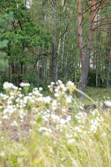 Obraz premium forest with wild white flowers in the foreground