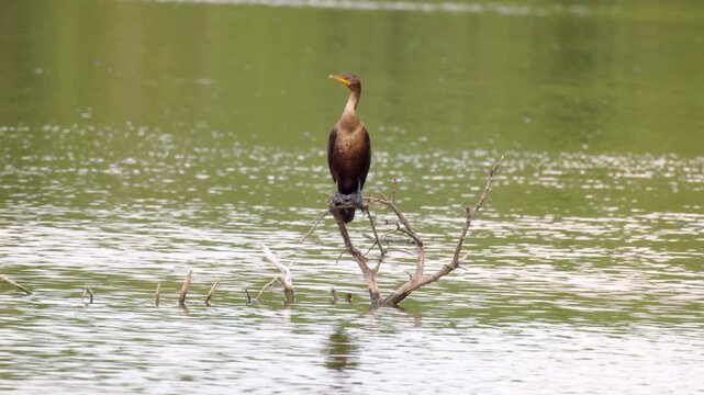 Double-crested Cormorant (Phalacrocorax auritus) Perched on Downed Branch in Illinois Lake