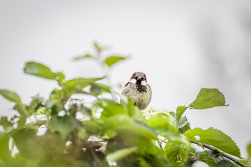 Ein Vogel Haussperling oder auch Spatz oder Hausspatz genannt auf einem Baum im Garten, Deutschand