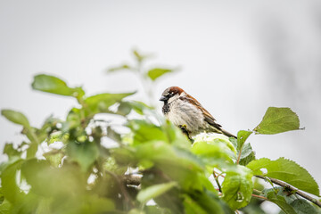 Ein Vogel Haussperling oder auch Spatz oder Hausspatz genannt auf einem Baum im Garten, Deutschand