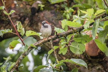 Ein Vogel Haussperling oder auch Spatz oder Hausspatz genannt auf einem Baum im Garten, Deutschand