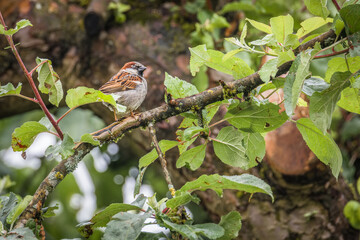 Ein Vogel Haussperling oder auch Spatz oder Hausspatz genannt auf einem Baum im Garten, Deutschand