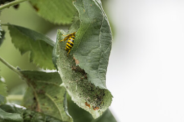 Nahaufnahme einer Wespe die auf einem Blatt eines Apfelbaum sitz und sich versteckt im Garten, Deutschland