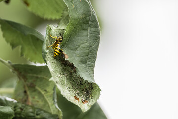 Nahaufnahme einer Wespe die auf einem Blatt eines Apfelbaum sitz und sich versteckt im Garten, Deutschland