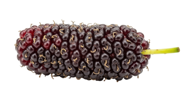 Isolated Mulberry Fruit