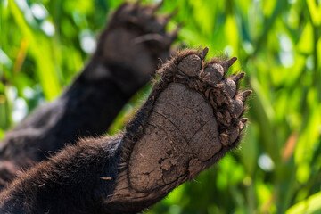 Dead Bear Lying on Its Back with Legs Up. A wild, deceased bear lying on its back with legs pointing upward, Possibly a poisoning victim, reflecting bear-related issues in Romania.