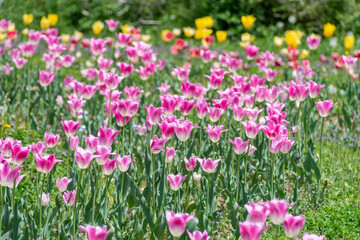 春に咲くピンクのチューリップ畑