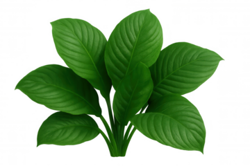 Lush, vibrant green leaves form a beautiful cluster of foliage, isolated on a transparent background, ready for seamless integration into various design projects