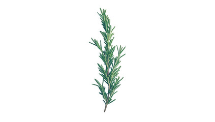 Fototapeta premium Rosemary sprig isolated on transparent background