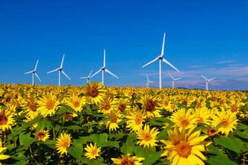 布引風の高原・ひまわり（福島県・郡山市）