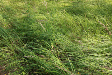 thick green grass spreads in the forest