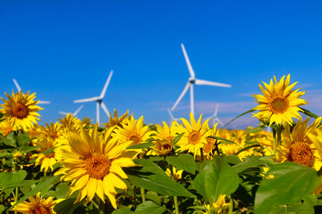 布引風の高原・ひまわり（福島県・郡山市）