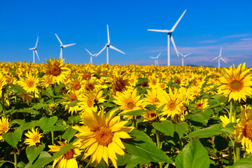 布引風の高原・ひまわり（福島県・郡山市）