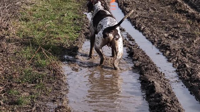 Dog enjoys a muddy splash in Rumenka, Serbia, exploring puddles in the countryside