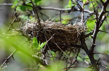 Bird Nest in Tree Branches, Natural Wildlife Habitat. Spring Nesting Season
