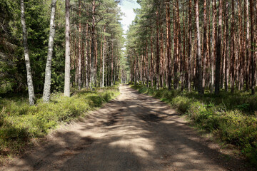 Fototapeta premium wide dirt road through a mixed coniferous and deciduous forest