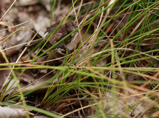 small brown frog among the grass and leaves in the forest