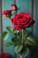 Close-up of vibrant red rose bouquet set against rustic teal wooden background. Natural flowers feature detailed petals, green leaves. Intimate, romantic floral arrangement evokes feelings of love,