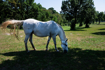 The Lipizzaners in the wild in Slovenia
