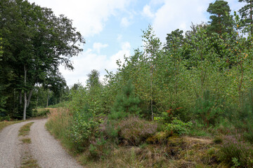 The forest road curves around a hill on which young trees grow