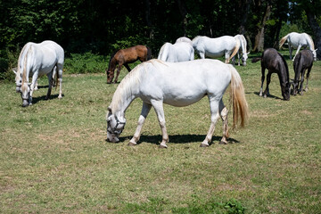 The Lipizzaners in the wild in Slovenia