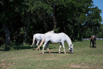 The Lipizzaners in the wild in Slovenia