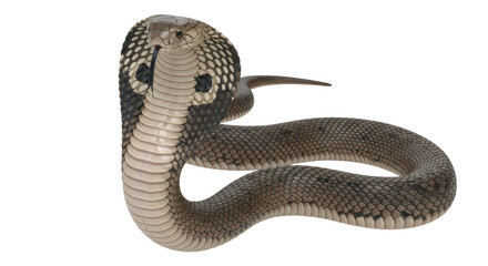Isolated Cobra