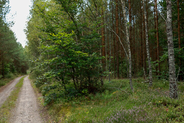 beautiful landscape with a dirt forest road leading deep into the mixed forest