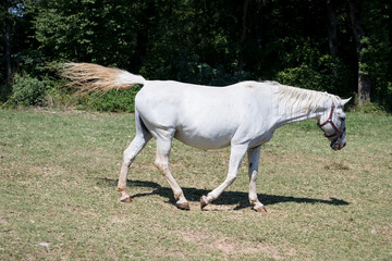 the white horses of Lipica