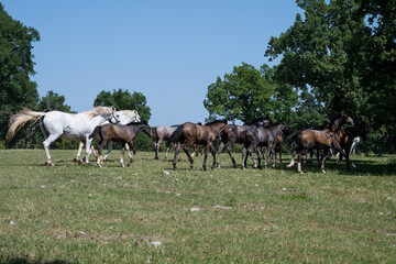 the white horses of Lipica