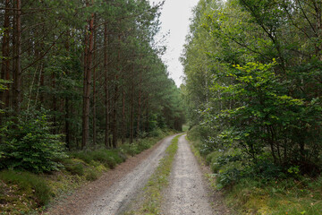 Obraz premium a dirt, sandy road leading into a dense, dense coniferous forest
