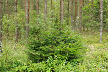 small green fir trees grow in a bush in the forest