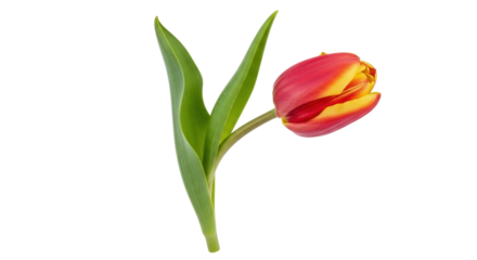 Isolated Tulip