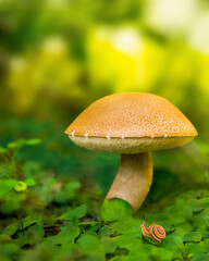 Large aspen mushroom and small snail in the forest in the morning against the background of bright green leaves and grass