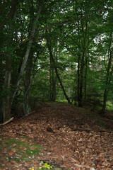 The trees in the forest form a tunnel
