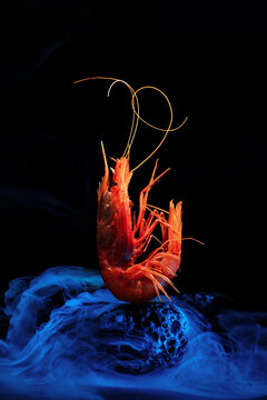 King tiger red prawn shrimp Mazara isolated on dark background