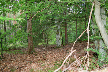 different types of trees in a mixed forest