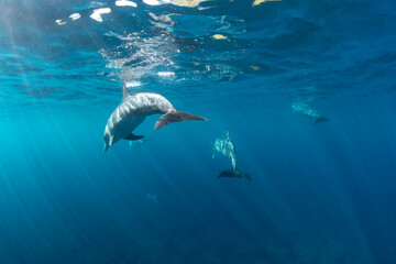 Sunbeams and wild dolphins swimming near the surface