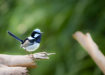 blue tit on a branch, fairy wren