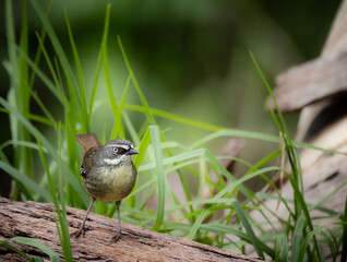 Obraz premium White Browed Scrub wren on a branch