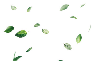 Fresh green mint leaves scattered and falling isolated on transparent background