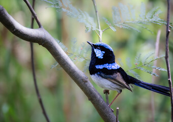 Fairy Wren on a branch