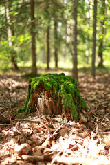 moss-covered tree stump against the background of an autumn forest