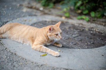 Fototapeta premium 道に寝そべる猫