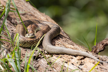 Snake sunbaking 