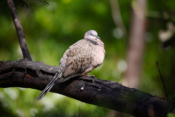 Pigeon on branch